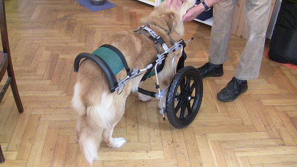 med_Barry - Passt wie angegossen.JPG (600 x 338)